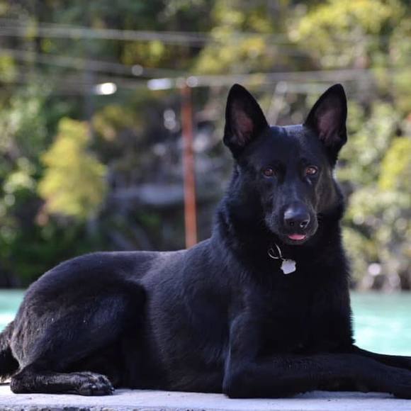 Meet your Posher, Laurie - Picture 1 of 1